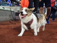 Fans and their pets participate in ''Bark in the Park'' on the field before the baseball game between the Washington Nationals and New York...