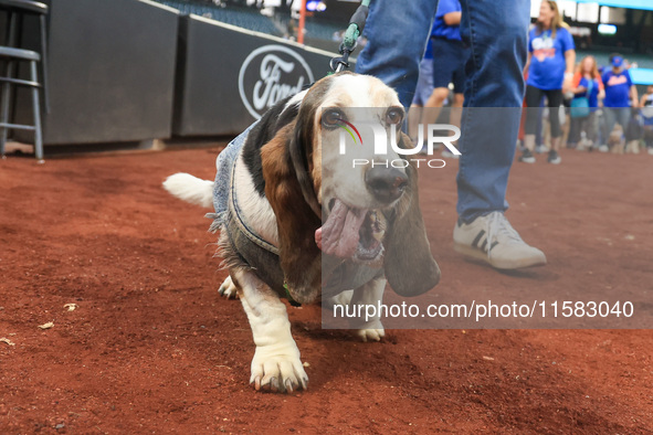 Fans and their pets participate in ''Bark in the Park'' on the field before the baseball game between the Washington Nationals and New York...