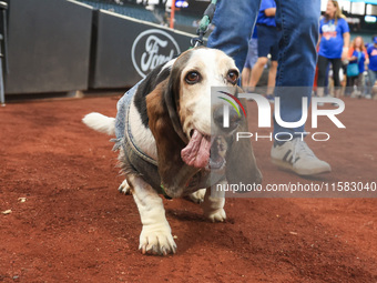 Fans and their pets participate in ''Bark in the Park'' on the field before the baseball game between the Washington Nationals and New York...