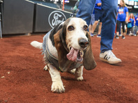 Fans and their pets participate in ''Bark in the Park'' on the field before the baseball game between the Washington Nationals and New York...