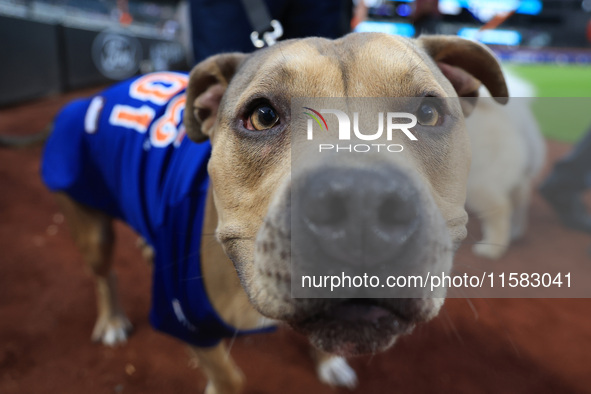 Fans and their pets participate in ''Bark in the Park'' on the field before the baseball game between the Washington Nationals and New York...