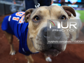 Fans and their pets participate in ''Bark in the Park'' on the field before the baseball game between the Washington Nationals and New York...