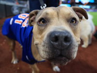 Fans and their pets participate in ''Bark in the Park'' on the field before the baseball game between the Washington Nationals and New York...