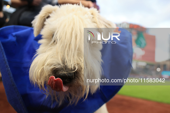 Fans and their pets participate in ''Bark in the Park'' on the field before the baseball game between the Washington Nationals and New York...