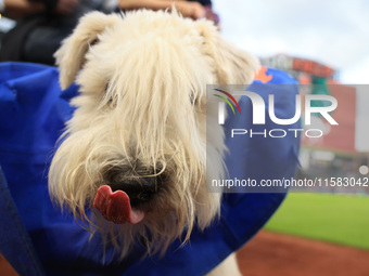 Fans and their pets participate in ''Bark in the Park'' on the field before the baseball game between the Washington Nationals and New York...