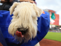 Fans and their pets participate in ''Bark in the Park'' on the field before the baseball game between the Washington Nationals and New York...