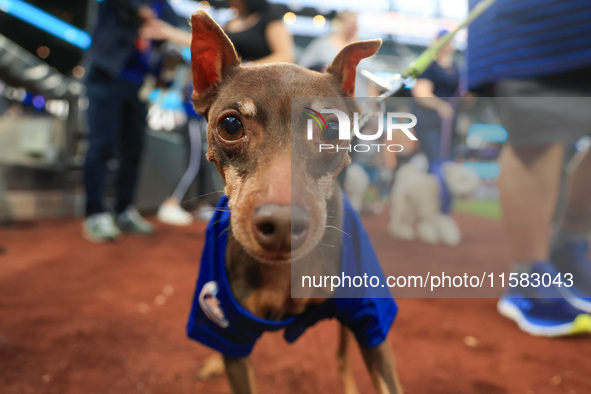 Fans and their pets participate in ''Bark in the Park'' on the field before the baseball game between the Washington Nationals and New York...