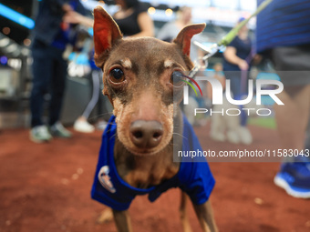 Fans and their pets participate in ''Bark in the Park'' on the field before the baseball game between the Washington Nationals and New York...