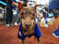 Fans and their pets participate in ''Bark in the Park'' on the field before the baseball game between the Washington Nationals and New York...