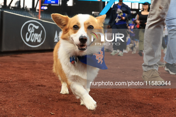 Fans and their pets participate in ''Bark in the Park'' on the field before the baseball game between the Washington Nationals and New York...