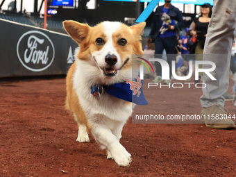 Fans and their pets participate in ''Bark in the Park'' on the field before the baseball game between the Washington Nationals and New York...