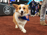 Fans and their pets participate in ''Bark in the Park'' on the field before the baseball game between the Washington Nationals and New York...