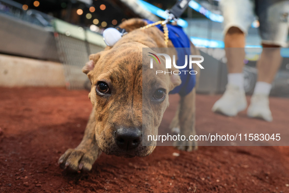 Fans and their pets participate in ''Bark in the Park'' on the field before the baseball game between the Washington Nationals and New York...