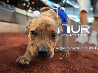 Fans and their pets participate in ''Bark in the Park'' on the field before the baseball game between the Washington Nationals and New York...