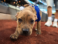 Fans and their pets participate in ''Bark in the Park'' on the field before the baseball game between the Washington Nationals and New York...