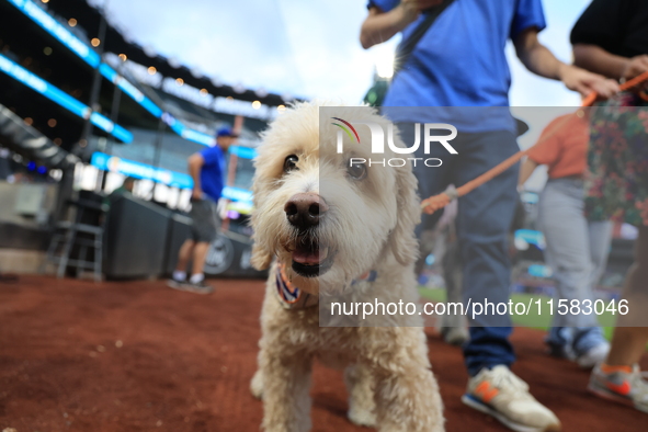 Fans and their pets participate in ''Bark in the Park'' on the field before the baseball game between the Washington Nationals and New York...