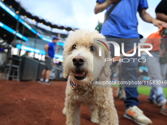 Fans and their pets participate in ''Bark in the Park'' on the field before the baseball game between the Washington Nationals and New York...