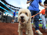 Fans and their pets participate in ''Bark in the Park'' on the field before the baseball game between the Washington Nationals and New York...