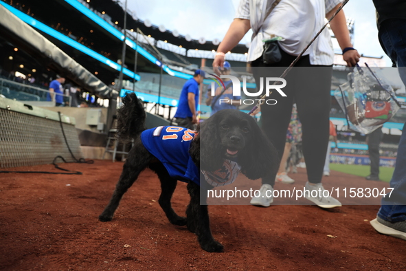 Fans and their pets participate in ''Bark in the Park'' on the field before the baseball game between the Washington Nationals and New York...