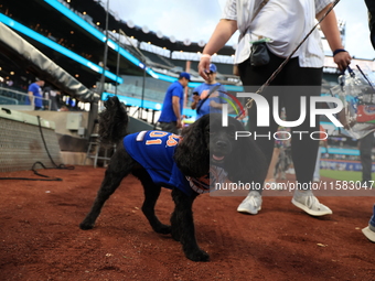 Fans and their pets participate in ''Bark in the Park'' on the field before the baseball game between the Washington Nationals and New York...