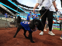 Fans and their pets participate in ''Bark in the Park'' on the field before the baseball game between the Washington Nationals and New York...