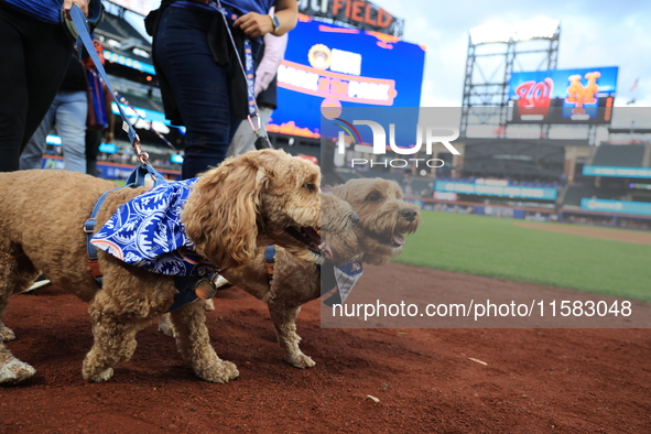 Fans and their pets participate in ''Bark in the Park'' on the field before the baseball game between the Washington Nationals and New York...