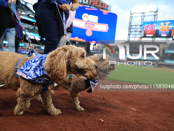 Fans and their pets participate in ''Bark in the Park'' on the field before the baseball game between the Washington Nationals and New York...