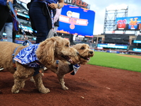 Fans and their pets participate in ''Bark in the Park'' on the field before the baseball game between the Washington Nationals and New York...