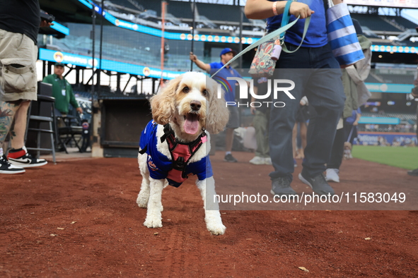 Fans and their pets participate in ''Bark in the Park'' on the field before the baseball game between the Washington Nationals and New York...