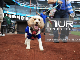 Fans and their pets participate in ''Bark in the Park'' on the field before the baseball game between the Washington Nationals and New York...