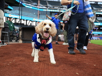 Fans and their pets participate in ''Bark in the Park'' on the field before the baseball game between the Washington Nationals and New York...