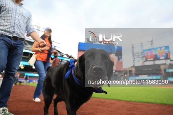 Fans and their pets participate in ''Bark in the Park'' on the field before the baseball game between the Washington Nationals and New York...