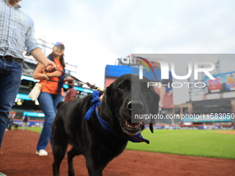 Fans and their pets participate in ''Bark in the Park'' on the field before the baseball game between the Washington Nationals and New York...