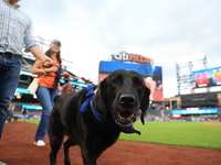 Fans and their pets participate in ''Bark in the Park'' on the field before the baseball game between the Washington Nationals and New York...