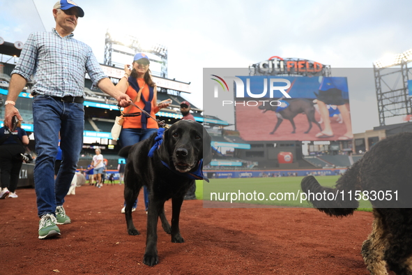 Fans and their pets participate in ''Bark in the Park'' on the field before the baseball game between the Washington Nationals and New York...