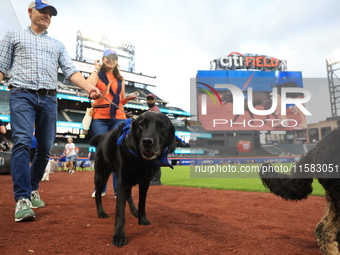 Fans and their pets participate in ''Bark in the Park'' on the field before the baseball game between the Washington Nationals and New York...