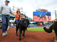 Fans and their pets participate in ''Bark in the Park'' on the field before the baseball game between the Washington Nationals and New York...