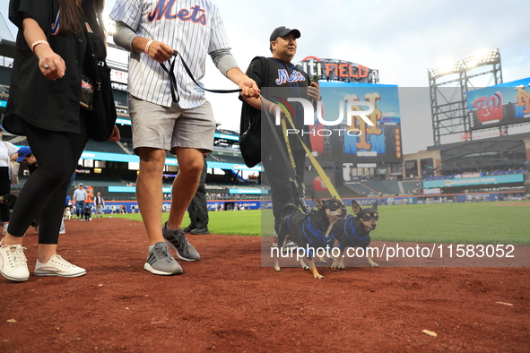 Fans and their pets participate in ''Bark in the Park'' on the field before the baseball game between the Washington Nationals and New York...