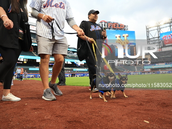 Fans and their pets participate in ''Bark in the Park'' on the field before the baseball game between the Washington Nationals and New York...