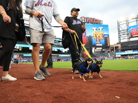 Fans and their pets participate in ''Bark in the Park'' on the field before the baseball game between the Washington Nationals and New York...