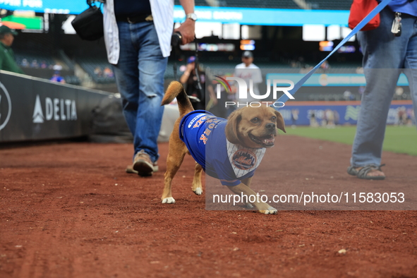 Fans and their pets participate in ''Bark in the Park'' on the field before the baseball game between the Washington Nationals and New York...