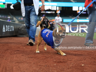 Fans and their pets participate in ''Bark in the Park'' on the field before the baseball game between the Washington Nationals and New York...