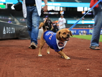 Fans and their pets participate in ''Bark in the Park'' on the field before the baseball game between the Washington Nationals and New York...