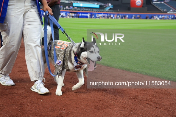 Fans and their pets participate in ''Bark in the Park'' on the field before the baseball game between the Washington Nationals and New York...