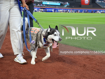 Fans and their pets participate in ''Bark in the Park'' on the field before the baseball game between the Washington Nationals and New York...