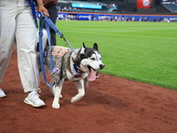 Fans and their pets participate in ''Bark in the Park'' on the field before the baseball game between the Washington Nationals and New York...