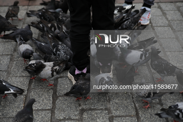 Tourists feed pigeons in the rain on the Main Square in Krakow, Poland, on August 21, 2024. 