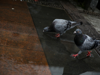 People with umbrellas walk in the rain on the street in Krakow, Poland, on August 21, 2024. (