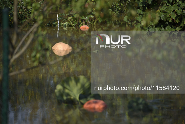 Pumpkins float on floodwaters as the wave reaches the outskirts of Wroclaw, Poland, on September 18, 2024. The government outlines a reconst...