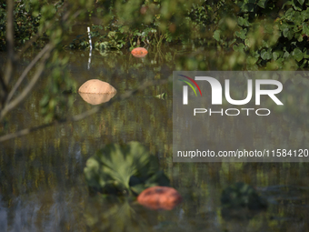 Pumpkins float on floodwaters as the wave reaches the outskirts of Wroclaw, Poland, on September 18, 2024. The government outlines a reconst...